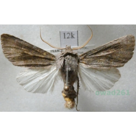 Aporophyla lutulenta (Denis & Schiffermüller, 1775) France12k